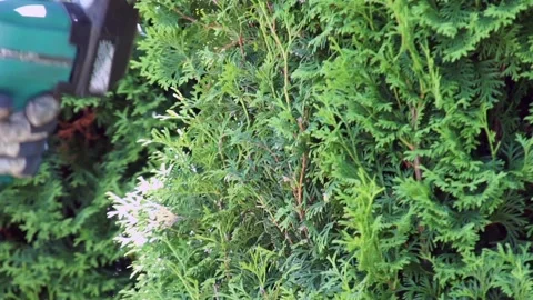 Cutting hedge Stock Footage 91065814