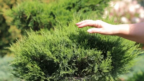 Cutting a hedge Stock Footage 119128453
