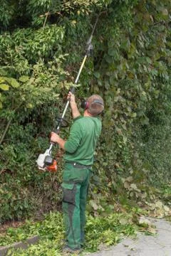 Cutting a hedge Stock Photos
