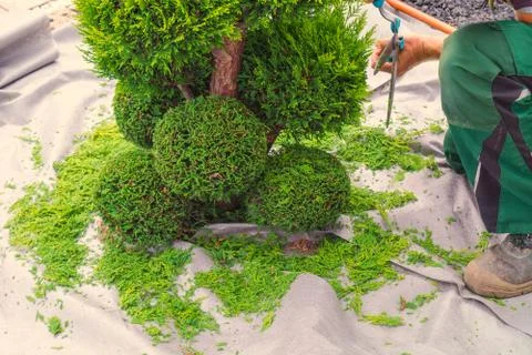 Cutting a hedge Stock Photos