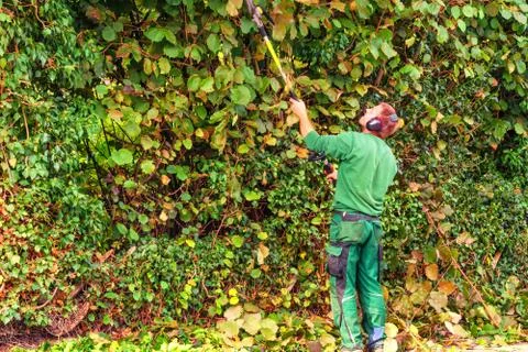 Cutting a hedge Stock Photos