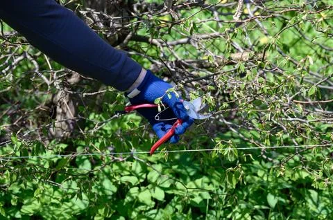 Cutting a hedge with scissors close-up Fotos de archivo