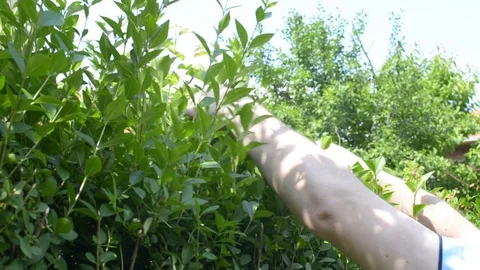 Cutting Hedge on a Sunny Day Stock Footage 76271845