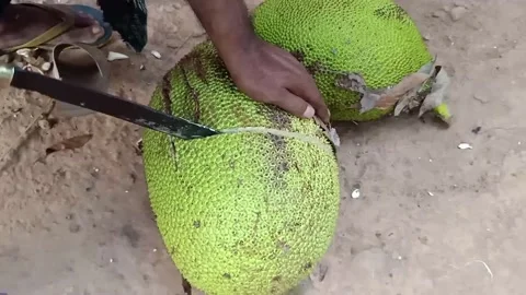 Cutting of jackfruit Stock Footage 138299060