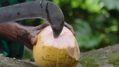 Cutting king coconut 스톡 동영상 288235763