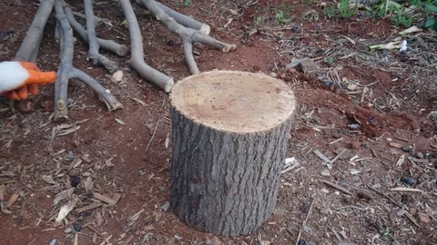 Cutting Large Tree Trunk, Axe, Wooden Hammer Vidéo 93010115