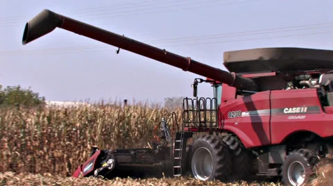 Cutting The Last Corn Stand - Two clip Series Video stock 31238425