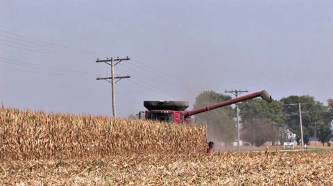 Cutting Last Row of Corn - Long Shot Video stock 31232414