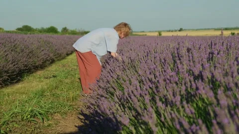 Cutting lavender flowers. Vidéo 337884905