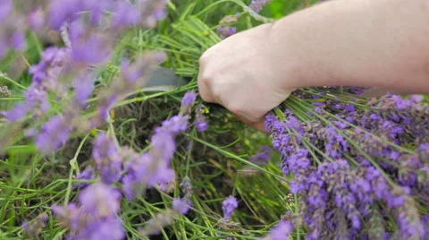 Cutting Lavender Stems, Close Up Stock Footage 40612170