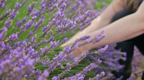 Cutting Lavender Stems 스톡 동영상 40611487