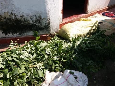 Cutting leaf for compost Stock Photos