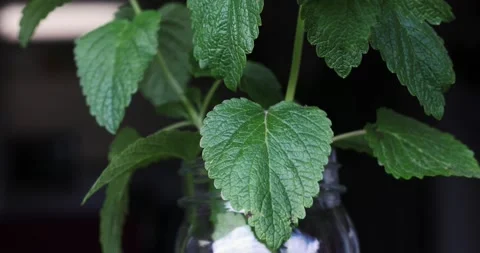 A cutting of Lemon Balm Stock Footage 130932302