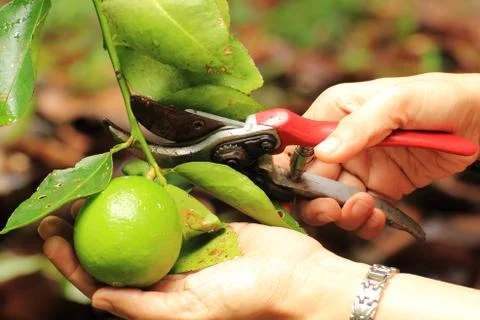 Cutting Lime Stock-Fotos