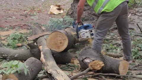 Cutting a log with a chainsaw Stock Footage 162247911