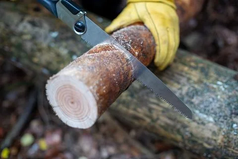Cutting a Log with a Saw in a Forest Close-Up Stock Photos