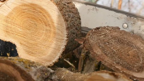 Cutting logs chainsaw. Close-up of logs. Slow motion Stock Footage 120169850
