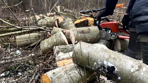 Cutting logs use chainsaw in forest. Woodcutter with Chainsaw on Firewood Stock Footage 297282694