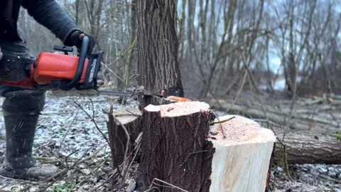 Cutting logs use chainsaw in forest. Woodcutter with Chainsaw on Firewood Stock Footage 297283088