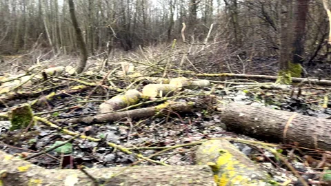 Cutting logs use chainsaw in forest. Woodcutter with Chainsaw on Firewood Stock Footage 297284541