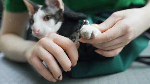 Cutting long sharp cat claws. Close-up of cat paws in focus while clipping away Stock Footage 109058236