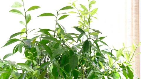 Cutting mandarin Stock Footage 93887854