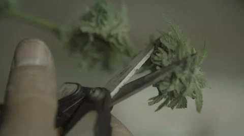 Cutting marijuana leaves Vídeo Stock 37270662
