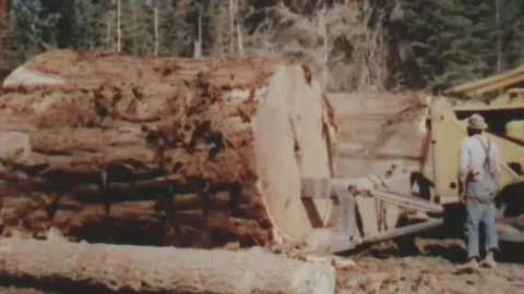 Cutting massive log of cedar tree in the forest vintage footage  Stock Footage 294324899