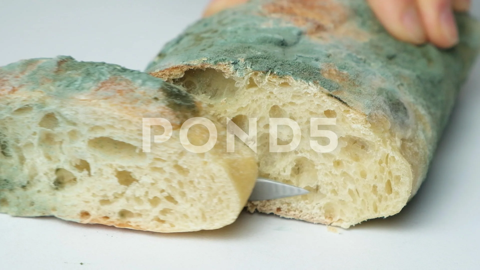 Moldy Bread - Mold Blogger