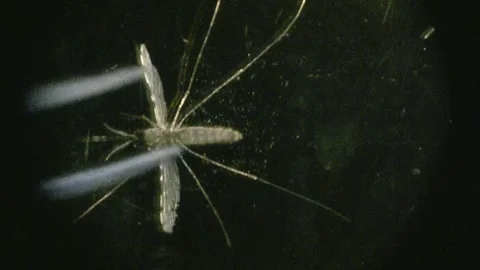 Cutting a Mosquito wing seen through a microscope Stock-Footage 134212102