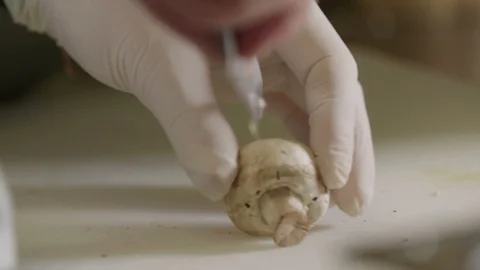 Cutting a mushroom Stock Footage 129016068