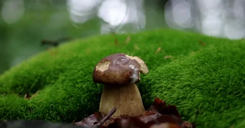 Cutting Mushroom With a Knife in the Forest Stock Footage 64231809