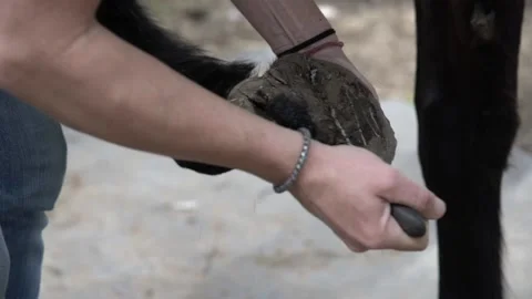 Cutting the nails of a horse Stock Footage 140399576