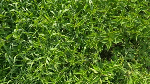 Cutting the nettle with trimmer Stock Footage 63552646