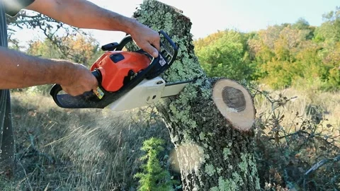Cutting of oak wood for heating. Stock Footage 135068015