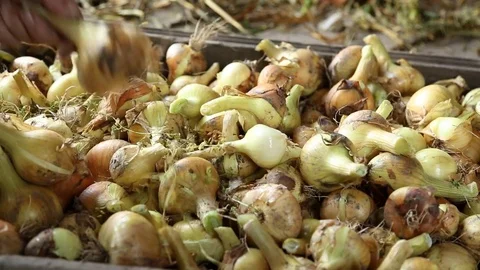 Cutting the onions Video stock 79960477