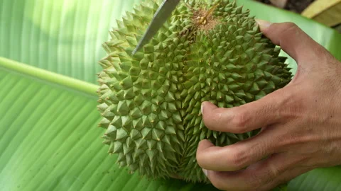 Cutting Open Premium Black Thorn Durian Fruit With Knife Close Up Vidéo 335549823
