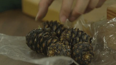 Cutting Open Whitebark Pine Cone Deschutes National Forest Stock Footage 121593922