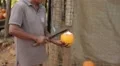 Cutting an orange fruit in Sri Lanka HD Footage