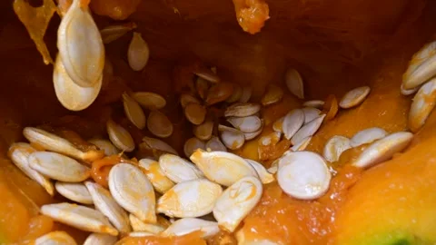 Cutting orange pumpkin with seeds close up Video stock 294612941