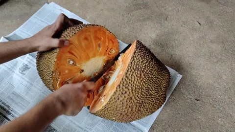 Cutting an orangish red colored jackfruit. Stock Footage 277942340