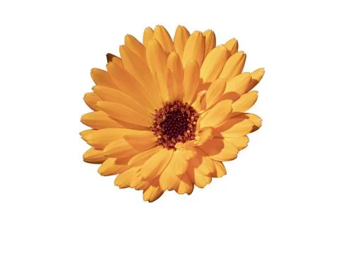 Cutting out image from a calendula bloom Stock Photos