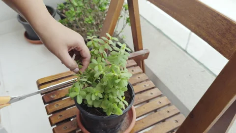 Cutting out unnecessary plant stems from a plant pot | House gardening Stock Footage 282237019