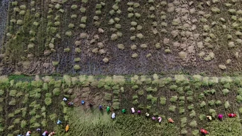 Cutting paddy in the furrows Stock Footage 255822313