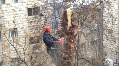 Cutting palm tree 스톡 동영상 21249408