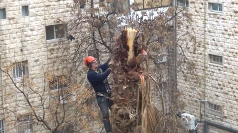 Cutting palm tree Stock-Footage 21249443