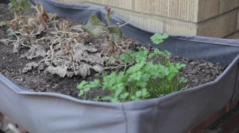 Cutting the Parsley Stock Footage 50410492