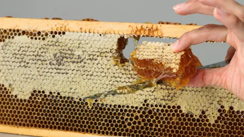Cutting of piece of honey from open honeycomb in wooden frame Stock Footage 201582553