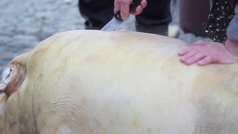 Cutting A Pig Bacon Stockbeeldmateriaal 70554409
