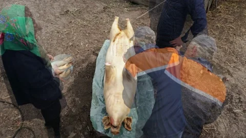 Cutting the pig into pieces. Timelapse Stock Footage 131936194